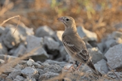 11358 Pale Rockfinch