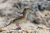 11360 Pale Rockfinch