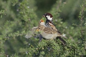 11361 Spanish Sparrow