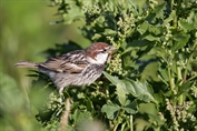 11362 Spanish Sparrow