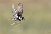 11365 Spanish Sparrow