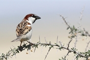 11366 Spanish Sparrow