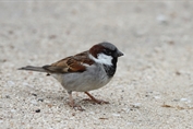 11370 House Sparrow