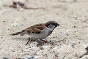11371 House Sparrow