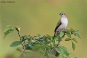11373 Indian Silverbill
