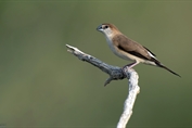 11375 Indian Silverbill