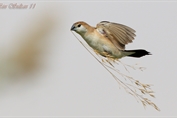 11376 Indian Silverbill