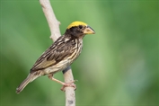 11377 Streaked Weaver