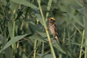 11378 Streaked Weaver