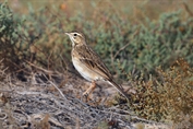 11380 Richard's Pipit