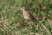 11381 Richard's Pipit