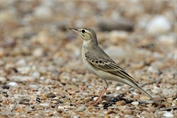11382 Tawny Pipit