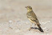 11383 Tawny Pipit