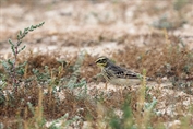 11384 Tawny Pipit