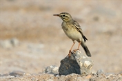 11385 Tawny Pipit