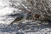 11386 Tawny Pipit