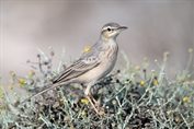 11387 Long-billed pipit