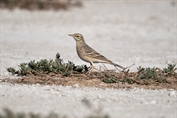11388 Long-billed pipit