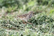 11389 Meadow Pipit