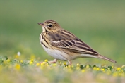11390 Tree Pipit