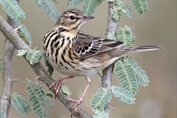 11391 Tree Pipit