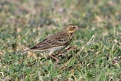 11392 Tree Pipit