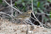 11393 Olive-Backed Pipit