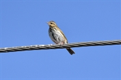 11394 Olive-Backed Pipit