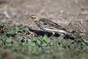 11397 Red-throated Pipit