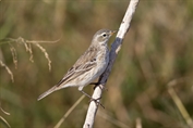 11398 Water Pipit