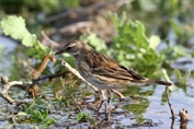 11400 Water Pipit