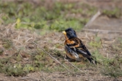 11401 Brambling