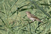 11404 Common Rosefinch