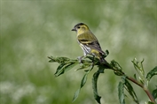 11407 Eurasian Siskin