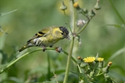 11408 Eurasian Siskin
