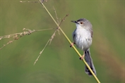 11410 Delicate Prinia