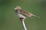 11413 Corn Bunting