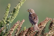 11414 Corn Bunting