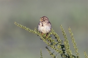 11415 Corn Bunting