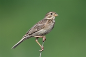 11417 Corn Bunting