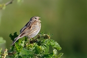 11418 Corn Bunting