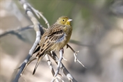 11419 Eastern Cinereous Bunting