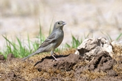 11420 Eastern Cinereous Bunting