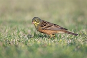 11421 Ortolan Bunting
