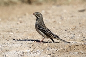 11422 Ortolan Bunting