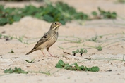 11423 Ortolan Bunting