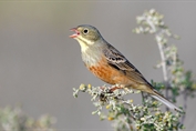 11424 Ortolan Bunting