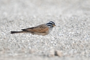 11430 Striolated Bunting