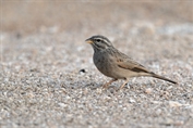 11431 Striolated Bunting