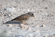 11432 Striolated Bunting